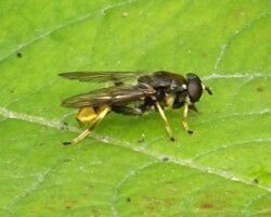 <I>Xylota sylvarum</I>