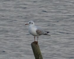 Black-headed Gull (<I>Chroicocephalus ridibundus</I>)