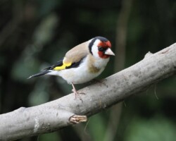 Goldfinch (<I>Carduelis carduelis</I>)