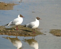Black-headed gull (<I>Chroicocephalus ridibundus</I>)
