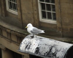 Black-legged kittiwake (<I>Rissa tridactyla</I>)