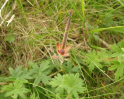 Bloody Cranesbill (<I>Geranium sanguinium</I>)