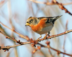 Brambling (<i>Fringilla montifringilla</i>)