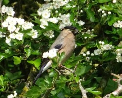 Bullfinch (<I>Pyrrhula pyrrhula</I>)