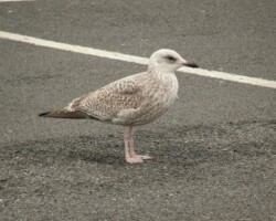 Herring Gull (<I>Larus argentatus</I>)