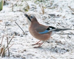 Eurasian jay (<I>Garrulus glandarius</I>)
