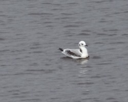 Black-legged kittiwake (<I>Rissa tridactyla</I>)
