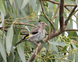 Goldfinch (<I>Carduelis carduelis</I>)