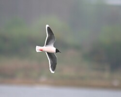 Little Gull (<I>Hydrocoloeus minutus</I>)