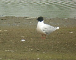 Little Gull (<I>Hydrocoloeus minutus</I>)
