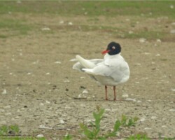 Mediterranean gull (<I> Larus melanocephalus</I>)