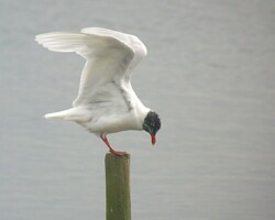 Mediterranean gull (<I>Larus melanocephalus</I>)