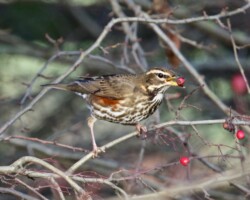 Redwing (<i>Turdus iliacus</i>)