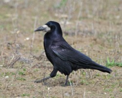 Rook (<I>Corvus frugilegus</I>)