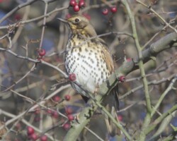 Song thrush (<i>Turdus philomelos</i>)