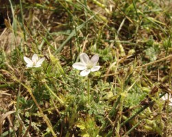 Sticky Storksbill (<I>Erodium lebellis</I>)
