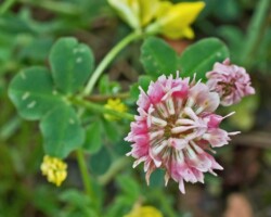 Alsike Clover (<I>Trifolium pratense</I>)