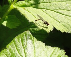 <I>Baccha elongata</I>