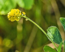 Black medick (<i>Medicago lupulina</i>)
