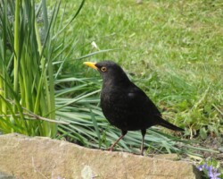 Blackbird (<i>Turdus merula</i>)