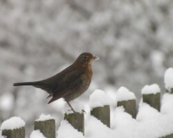 Blackbird (<i>Turdus merula</I>)