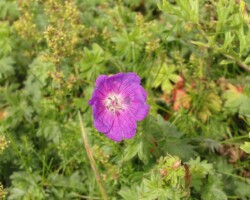 Bloody Cranesbill (<I>Geranium sanguinium</I>)