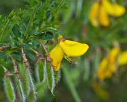 Broom (<i>Cytisus scoparius</i>)
