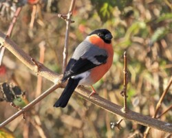 Bullfinch (<I>Pyrrhula pyrrhula</I>)