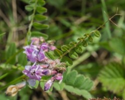 Bush Vetch (<I>Vicia sepium</I>)