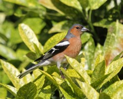 Chaffinch (<i>Fringilla coelebs</i>)
