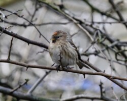 Common Redpoll (<I>Carduelis flammea</I>)