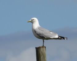 Common gull (<I>Larus canus</I>)