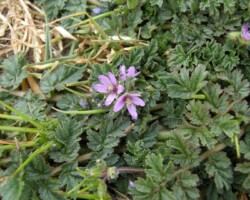 Common Storksbill (<i>Erodium cicutarium</I>)