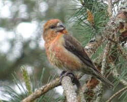 Crossbill (<I>Loxia sp.</I>)