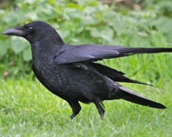 Carrion crow (<I>Corvus corone</I>)