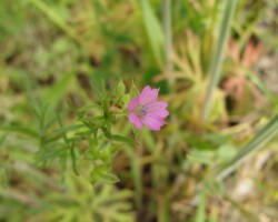 Cut-leaf Cranesbill (<I>Geranium dissectum</I>)