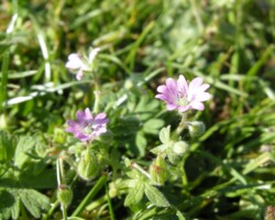 Doves-foot Cranesbill (<I>Geranium mole</I>)