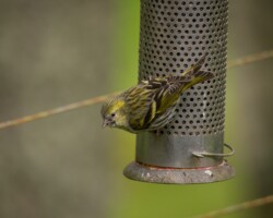 Siskin (<I>Spinus spinus</I>)