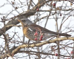 Fieldfare (<i>Turdus pilaris</i>)