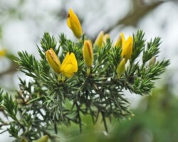 Gorse (<I>Ulex europaeus</I>)