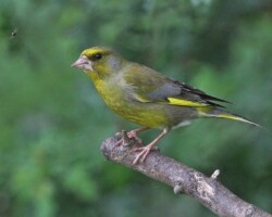 Greenfinch (<I>Chloris chloris</I>)