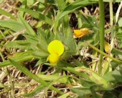 Hairy Birds-foot trefoil (<i>Lotus subbiflorus</I>)
