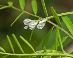 Hairy Tare (<I>Vicia hirsuita</I>)