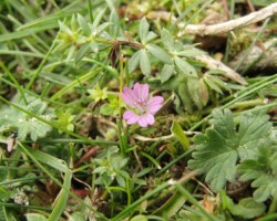Hedgerow Cranesbill (<I>Geranium pyrenaicum</I>)