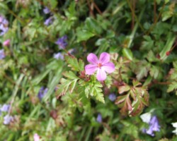 Herb Robert (<I>Geranium robertianum</I>)
