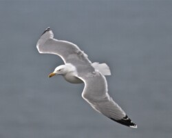 Herring Gull (<I>Larus argentatus</I>)
