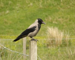 Hooded Crow (<I>Corvus cornix</I>)