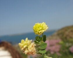 Hop Trefoil (<I>Trifolium campeatre</I>)