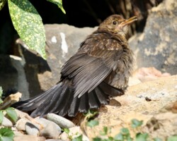 Blackbird (<I>Turdus merula</I>)