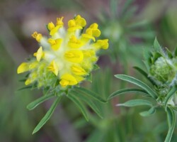 Kidney Vetch (<I>Anthyllis vulneraria</I>)